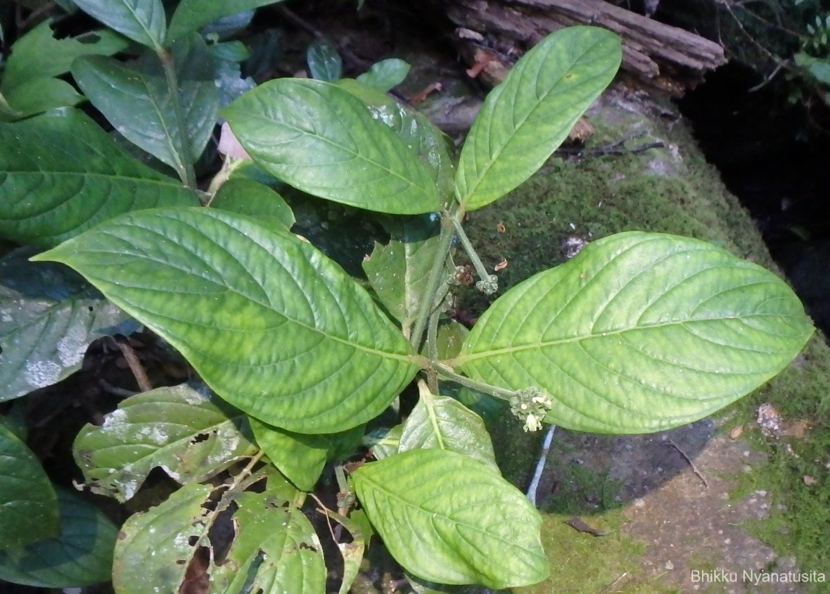 Psychotria dubia var. dubia (Wight) Alston